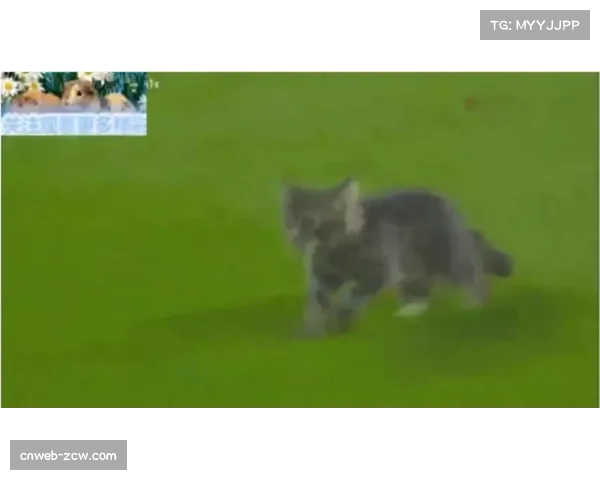 全运会赛场飞蛾误入，工作人员澄清非蟑螂